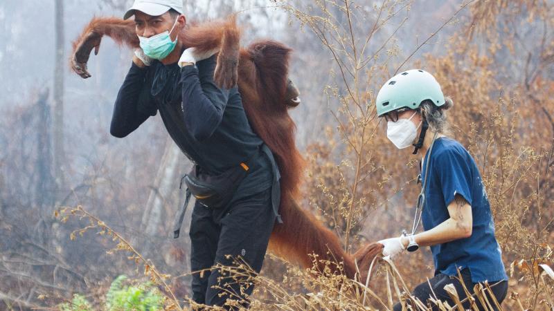 Endonezya'da yangın alarmı: Orangutanları kurtarmak için zamanla yarış
