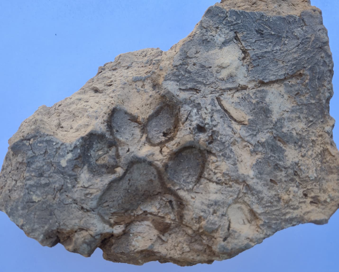 Tavşanlı Höyük kazılarında yaklaşık 4 bin yıllık pati izleri bulundu